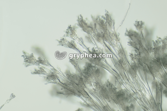 Penicillium - Conidiophores x40 - gryphea.com